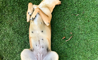Sodbrennen bei Hunden – Darauf musst du achten