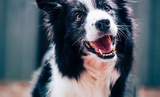 Die Ausschlussdiät beim Hund: Ein Leitfaden für Hundebesitzer