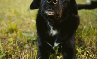 Hund im Gras