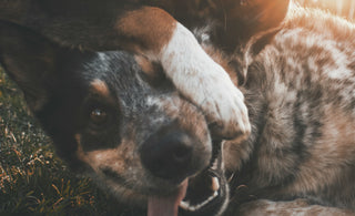 Die Power des Spiels - Warum jeder Hund einen Spielkameraden braucht.