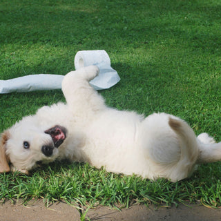 Hilfe, mein Hund hat Durchfall! Was soll ich tun?
