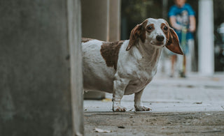 Mein Hund ist zu dick! Kann Diätfutter helfen?