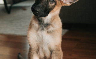 Ohrenentzündungen bei Hunden und Katzen - Anzeichen, Ursachen und Tipps für Zuhause