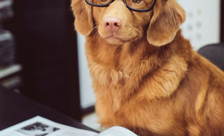 Die Magensäure beim Hund – Was du darüber wissen solltest