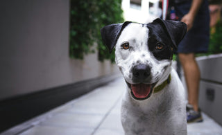 IBD bei Hunden: Ein Leitfaden für alle Hundebesitzer