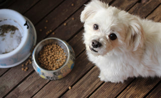 Futtermittelallergien bei Hunden und Katzen: Ursachen, Symptome und Diagnose