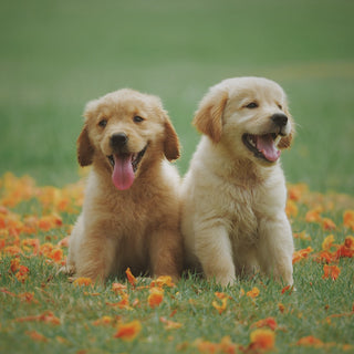 Die unangenehme Wahrheit über Hundedurchfall