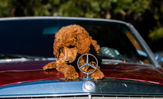 Hund auf Autodach