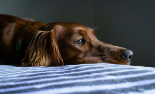 Gastritis bei Hunden - Alle Infos im Überblick