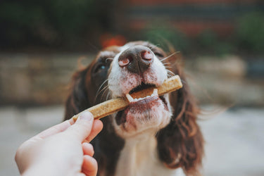 Hund mit Leckerli