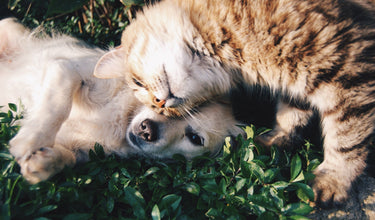 Hund und Katze auf einem Feld