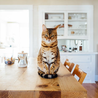 Katze in der Küche