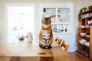 Katze in der Küche