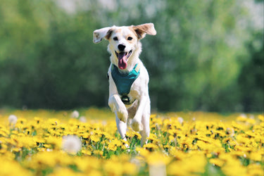 Hund läuft auf einem Feld