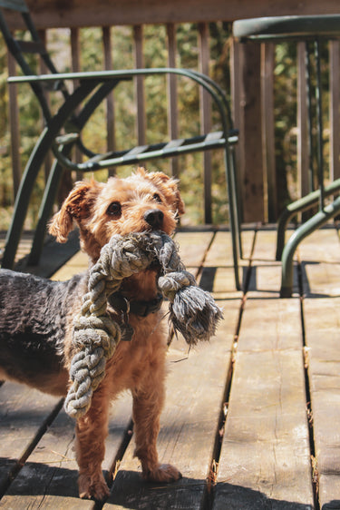 Hund mit Spielzeug